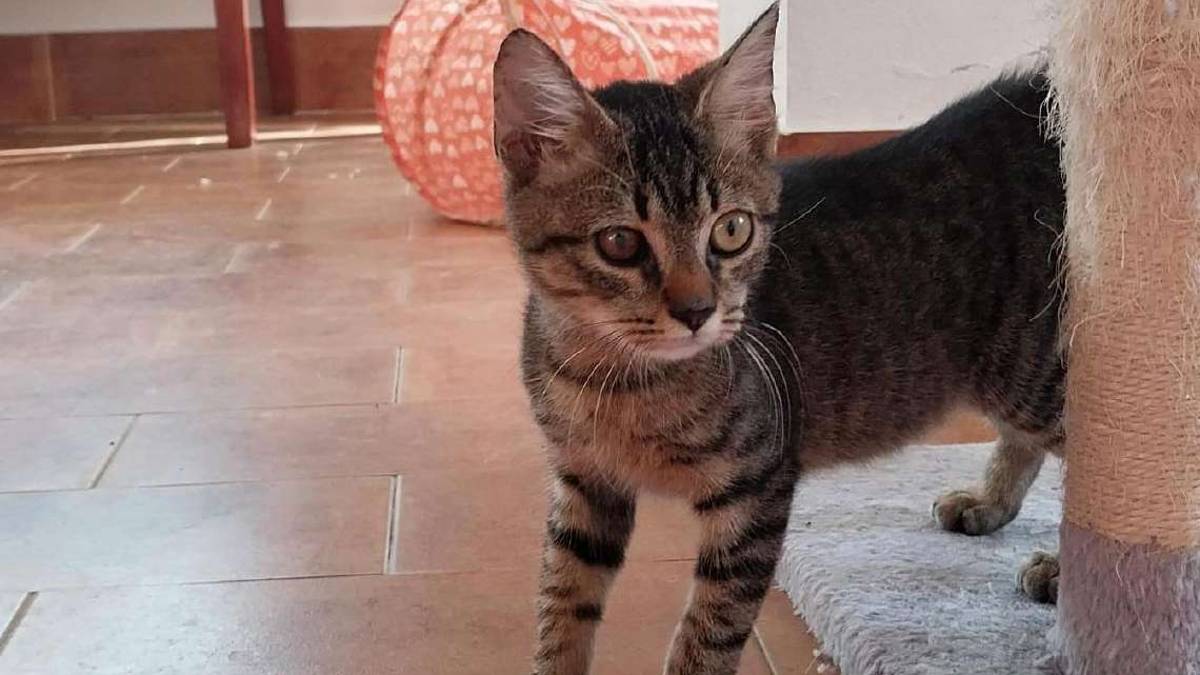 Un guerriero più forte di ogni difficoltà