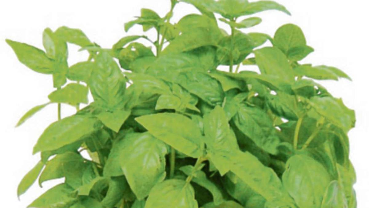 Basilico, un aroma che ha il potere di cambiare un piatto
