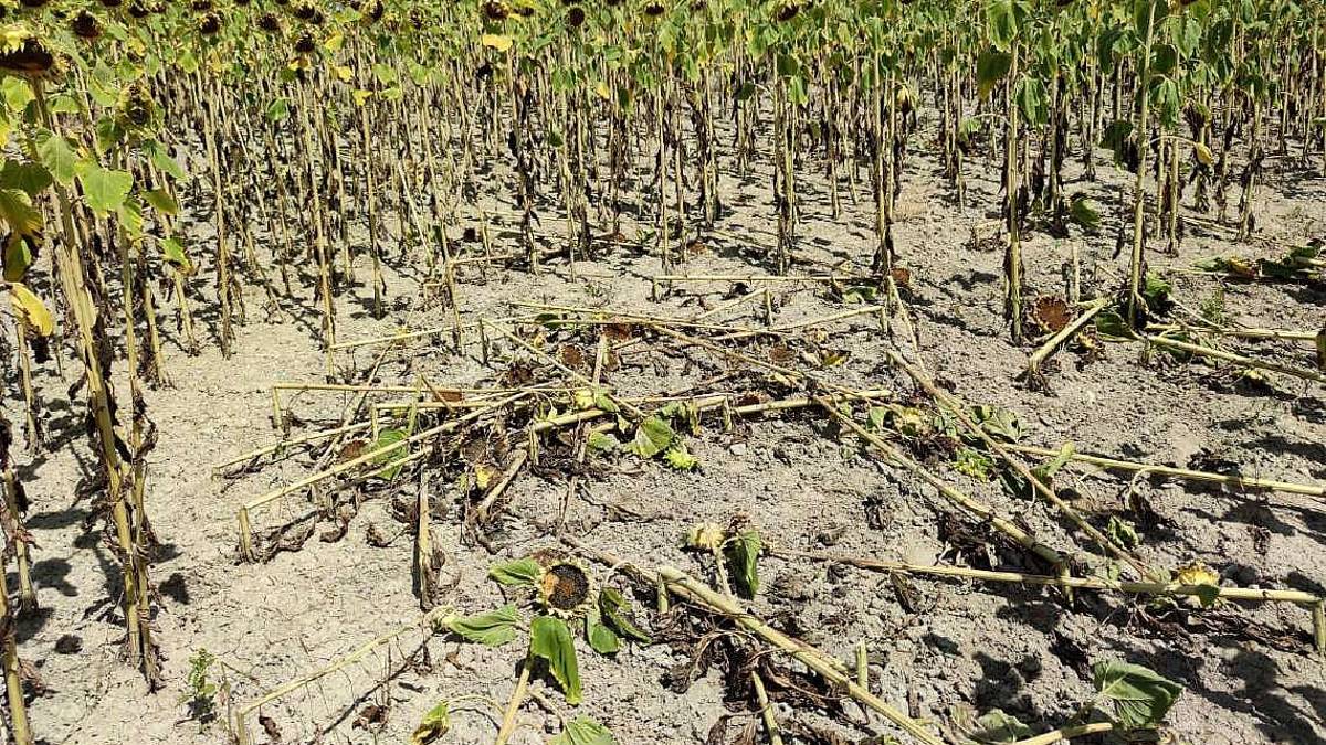Danni provocati dai cinghiali: Ravenna la provincia più colpita