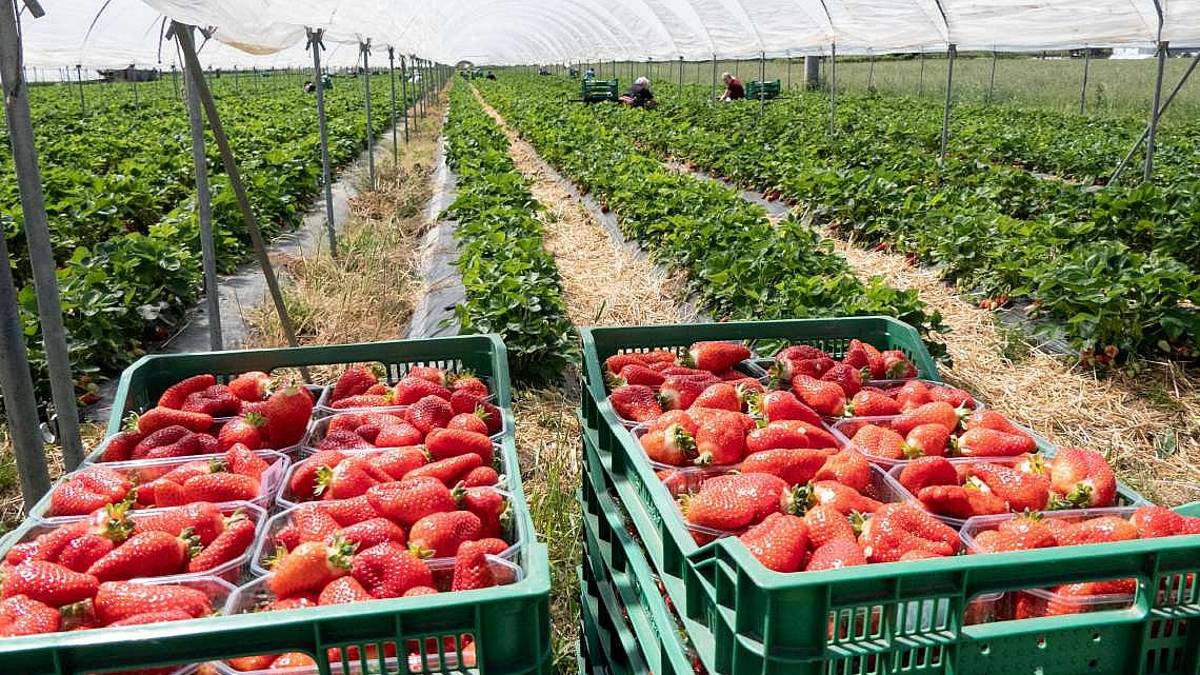 La raccolta partita in ritardo, l’esperienza di Rosso Fragola