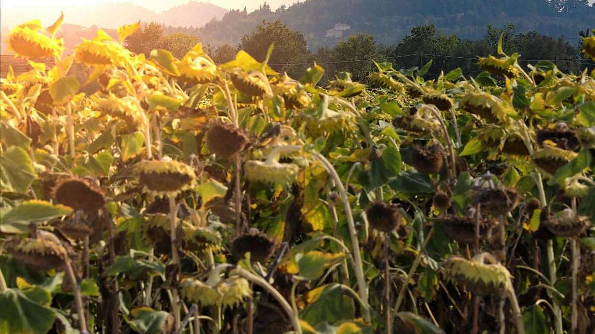 Cina e India frenano la transizione ambientale