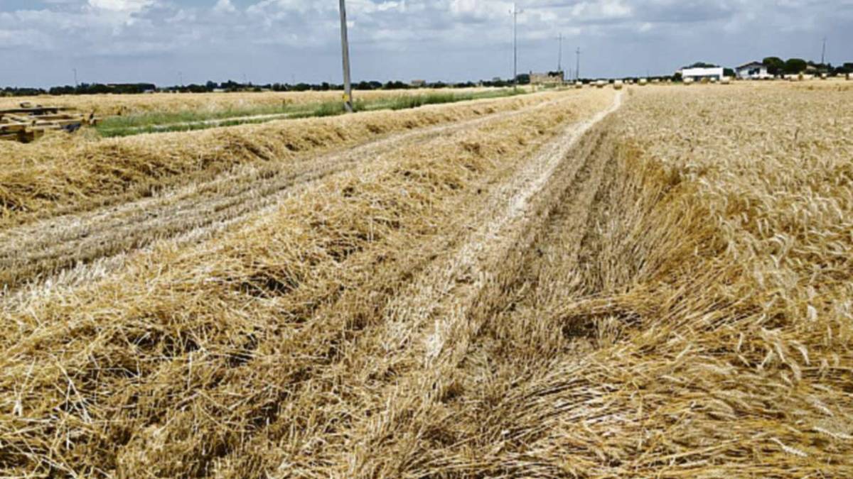 Cesena, portano via quintali di grano da un campo che non è il loro