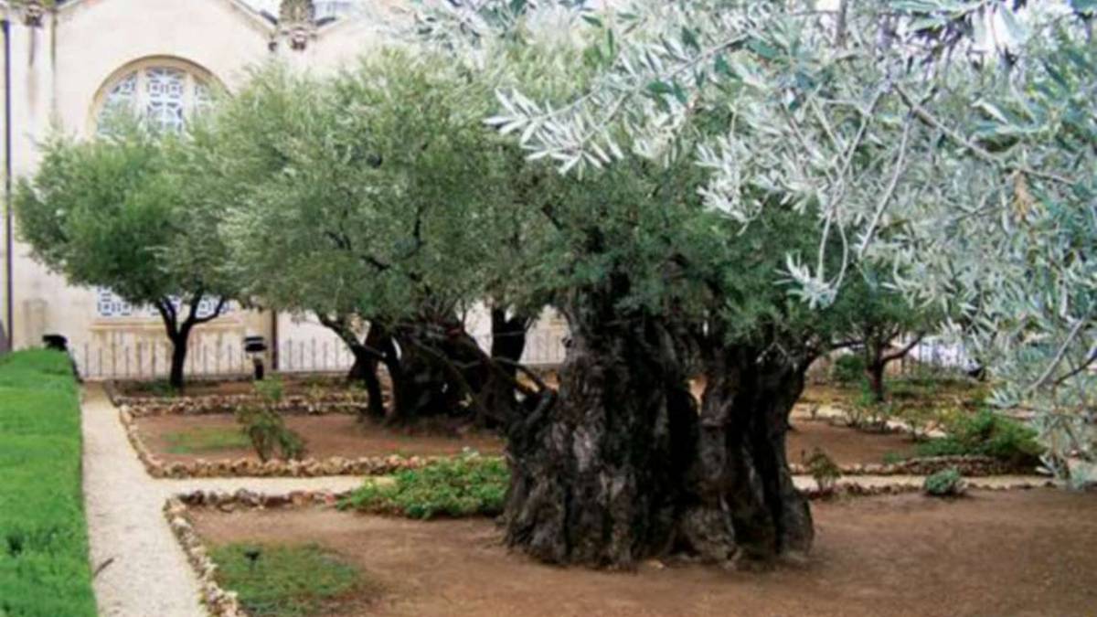 Compie 50 anni l'alleanza di fede tra Cesena e Israele