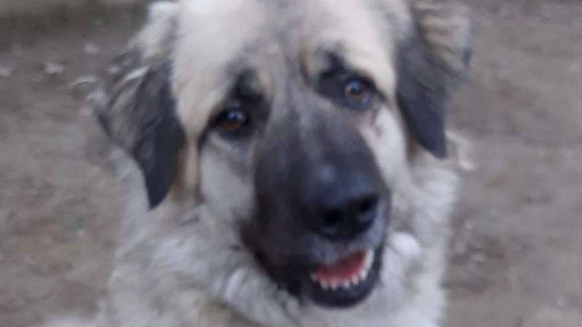 Una Diva a caccia di affetto