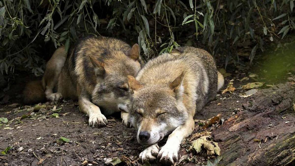 Maiolo, assalto dei lupi: uccise due pecore, allarme di Coldiretti