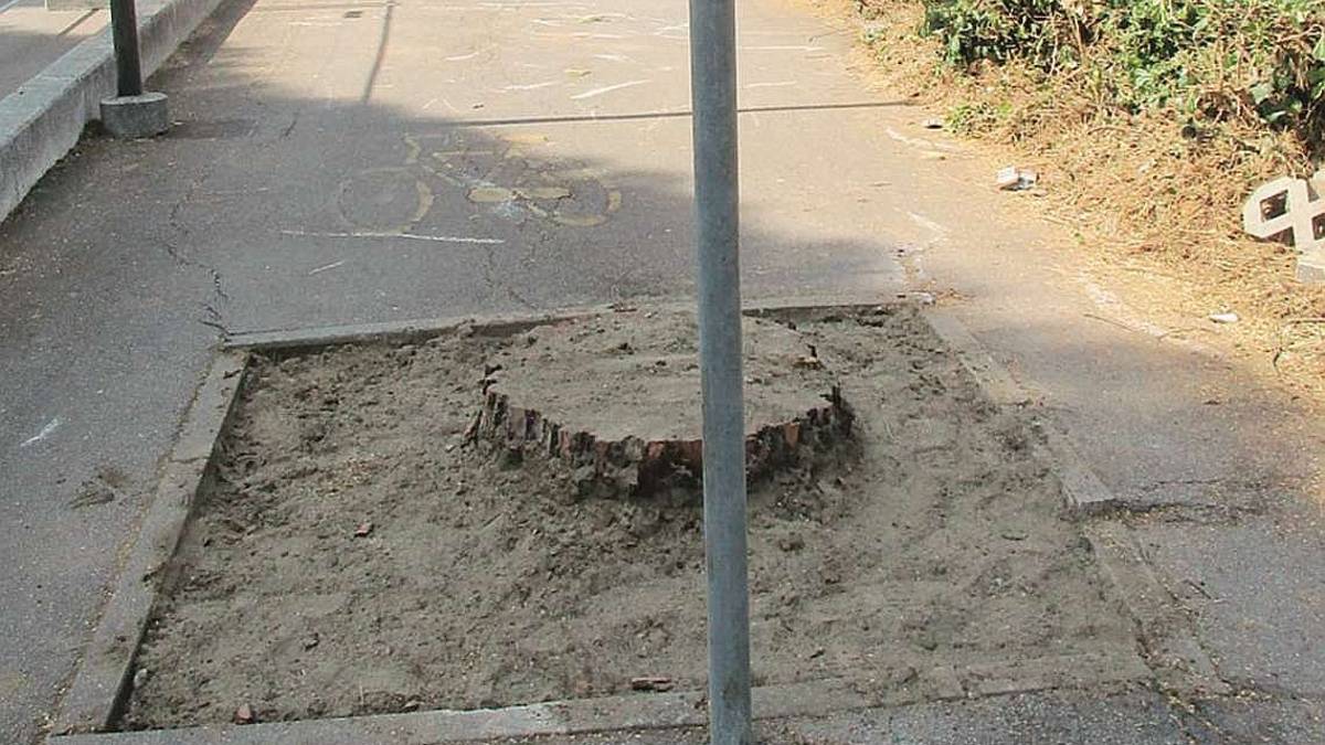Savignano, proteste per pini tagliati e cantiere con scuole al via