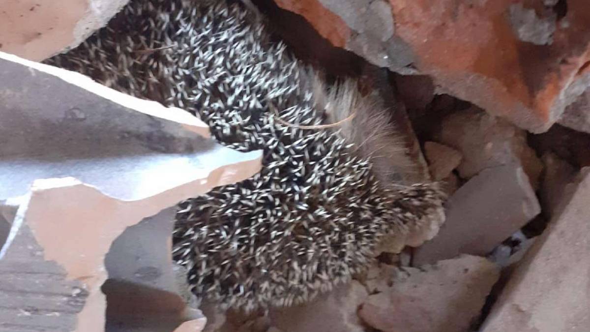 Faenza, al via i lavori alla Ghilana: riccio morto sotto le macerie VIDEO
