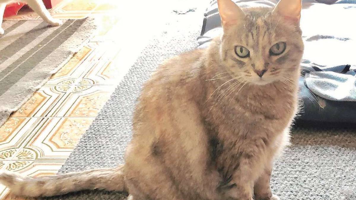 Le gattine adulte