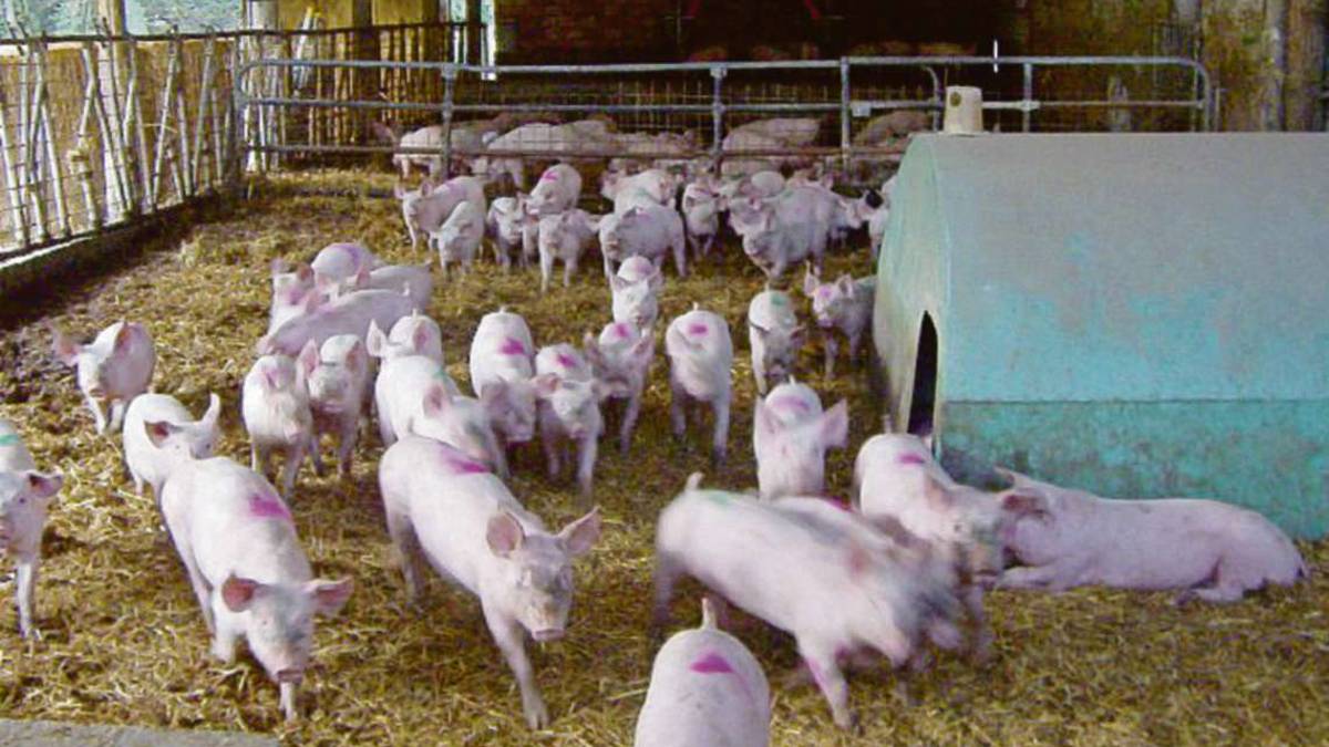 San Marino. Peste suina africana: divieti su import ed export