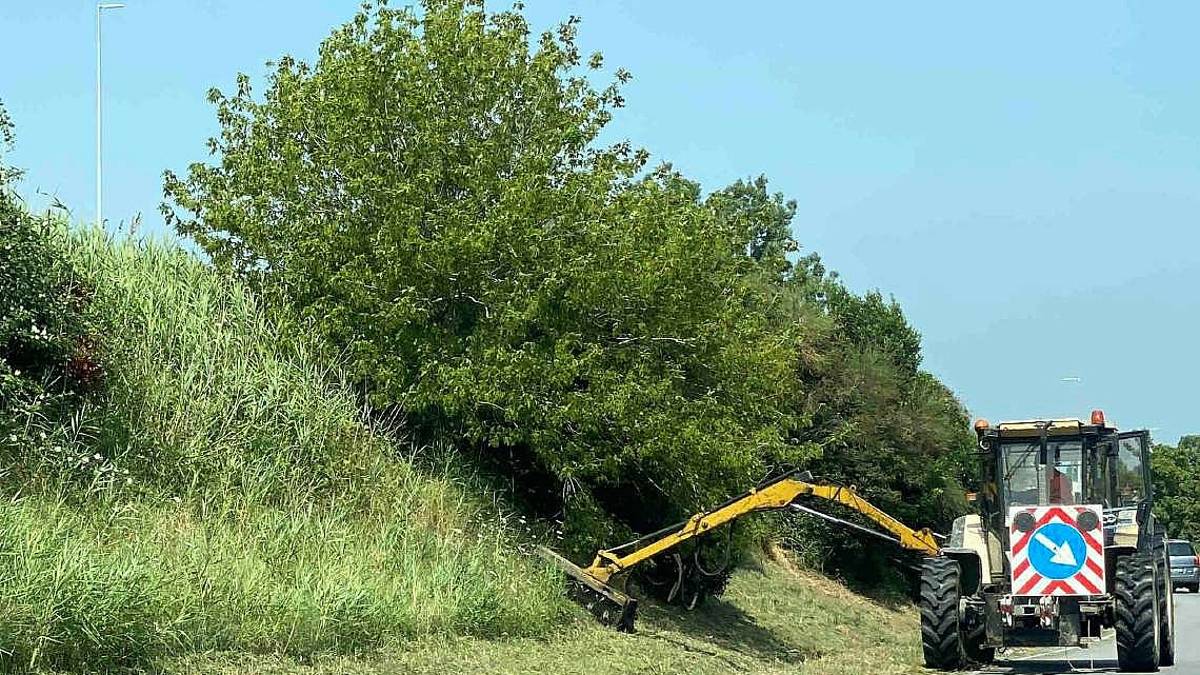 Cesena: per il verde appalto da 4 milioni in 3 anni