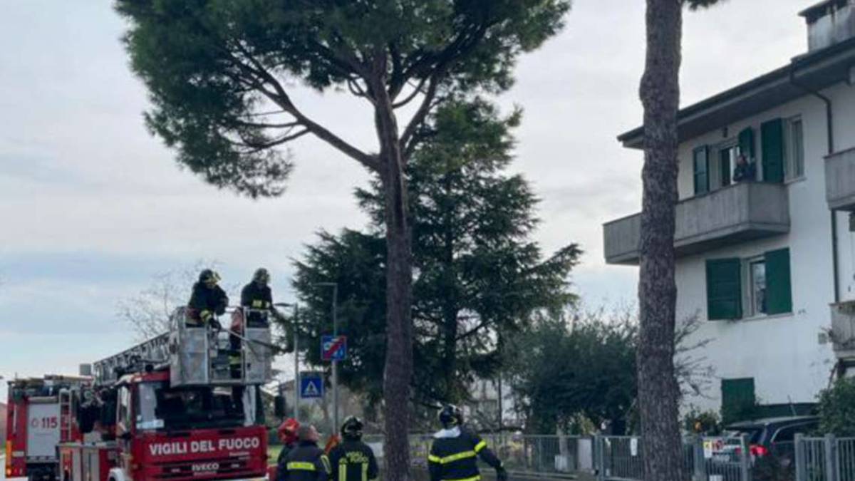 San Mauro, gatto da 3 giorni su un pino, se ne va via all'arrivo dei soccorsi