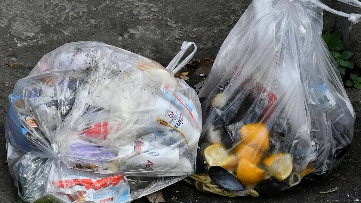 La mosca soldato al centro delle nuove politiche green