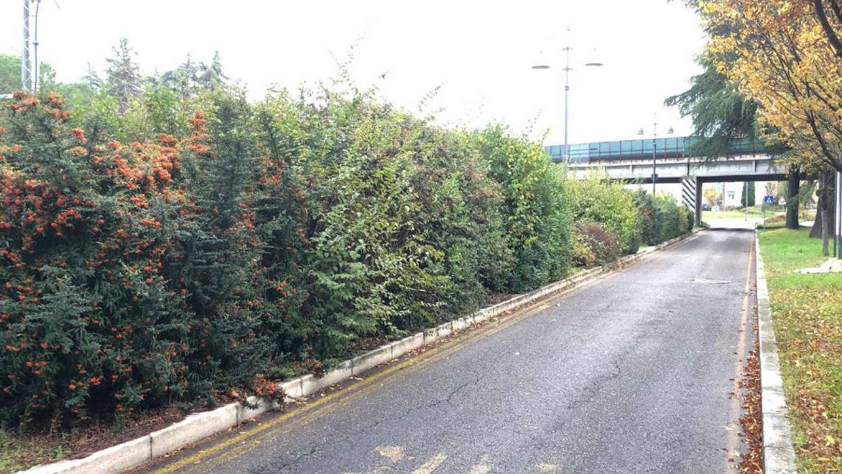 Cesena, siepi troppo alte: ciclista investito da bus