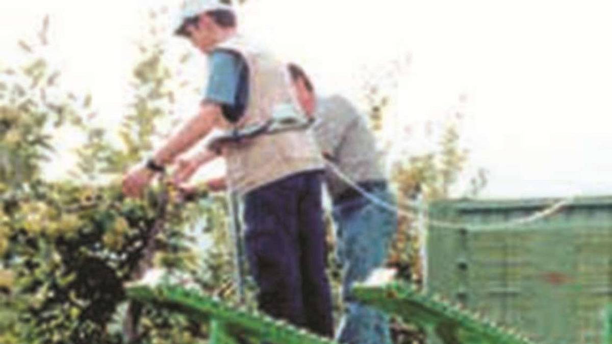 Ravenna, dal bancone ai campi: i baristi ora raccolgono la frutta