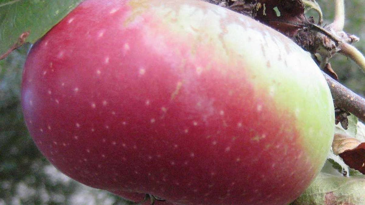 La riscoperta di mele e pere antiche
