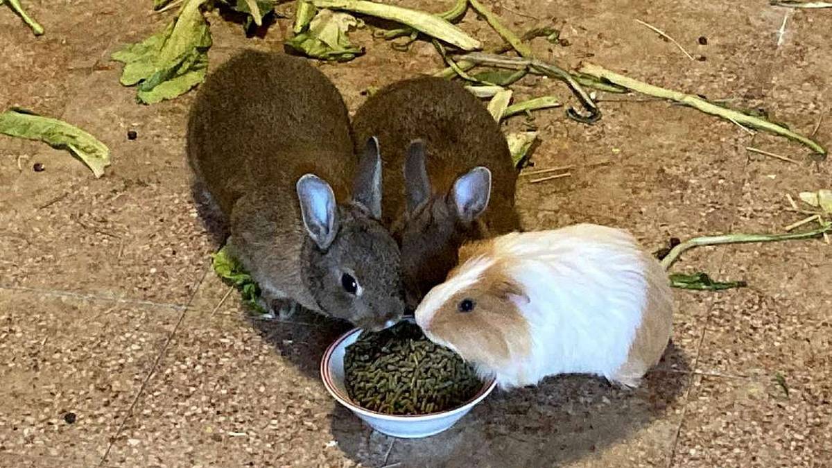 Cavietta e conigliette nane