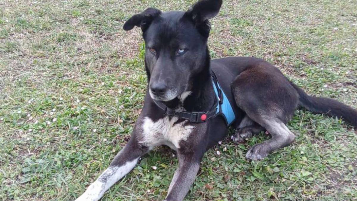 Ecco Hakira e Sky due cani magnifici