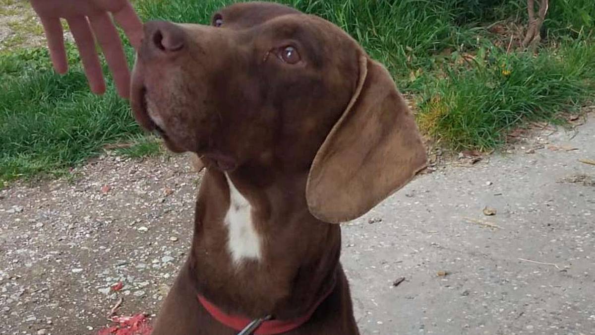 Budino è pronto per le coccole
