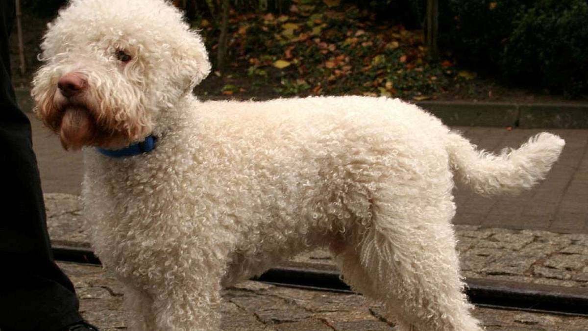 Commercio di cuccioli di cane, allevatore nei guai per falso