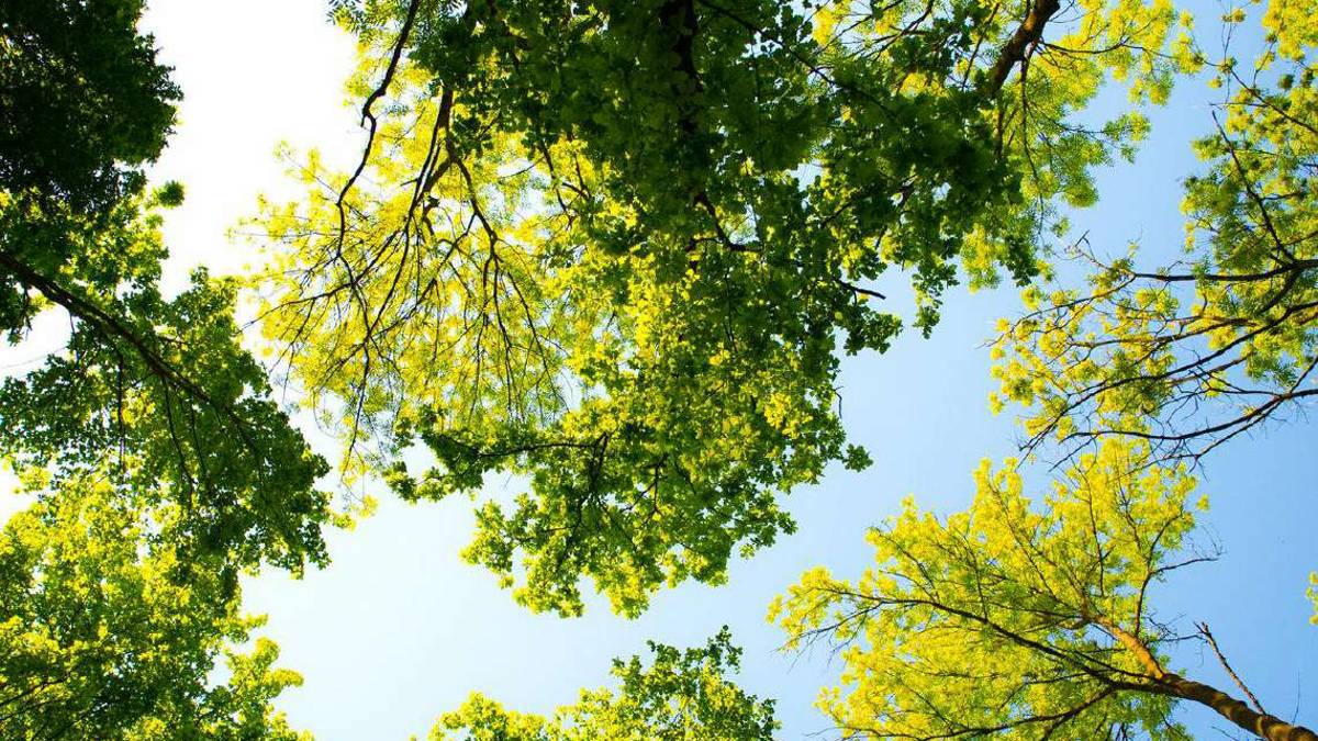 Ecco le “superpiante” in grado di assorbire più Co2 del normale