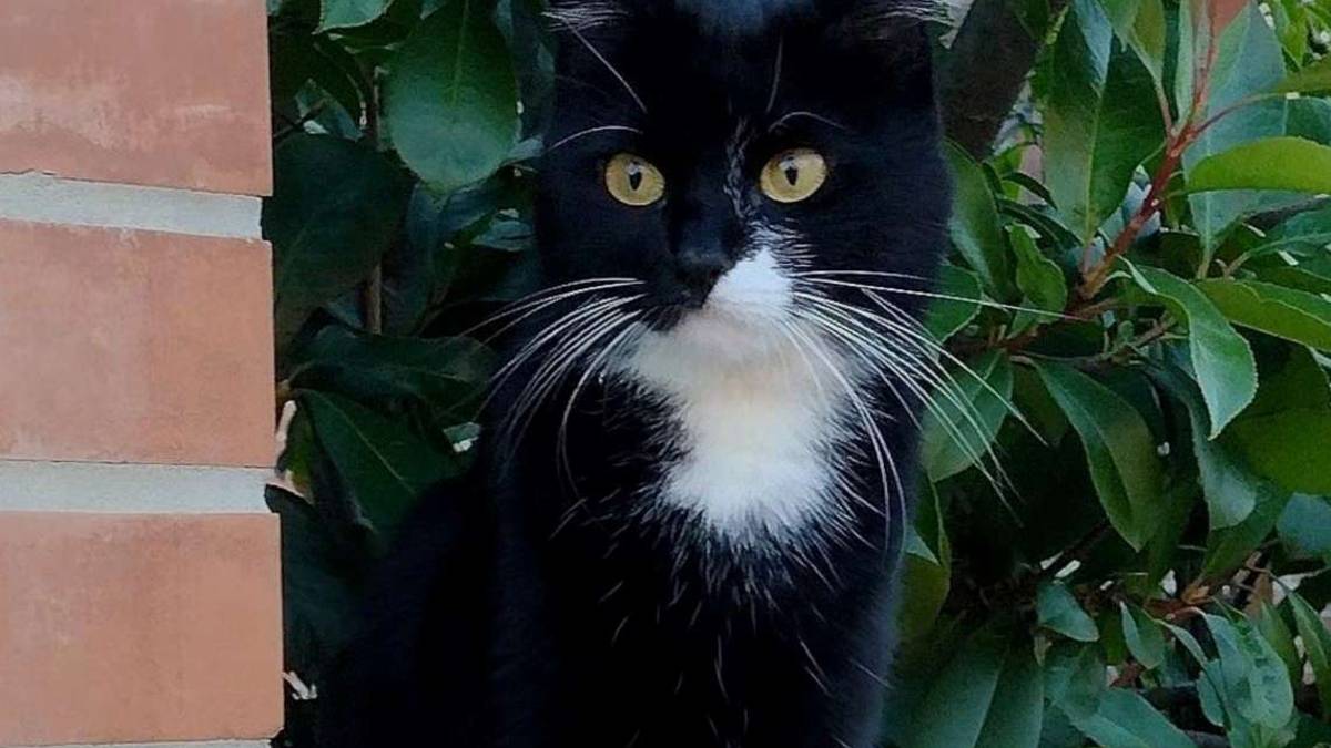 Imola, il suo cane uccide un gatto e azzanna il padrone: denunciata