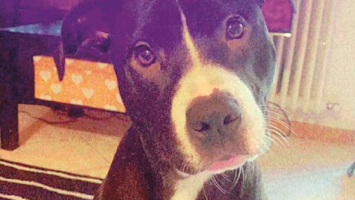Coco è senza padrone e cerca una nuova casa