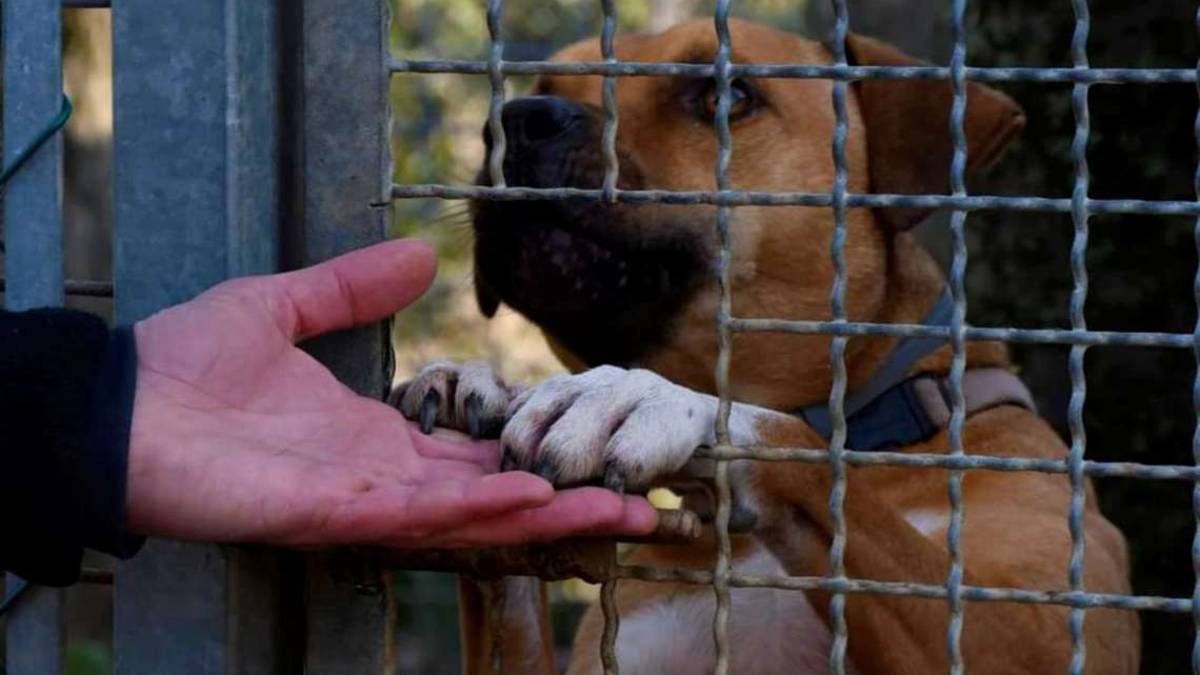Faenza, crescono le adozioni di cani dell'Enpa