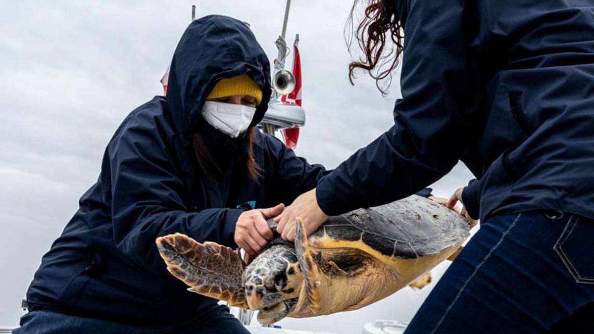 Le tartarughe marine “romagnole” ora hanno bisogno di un aiuto