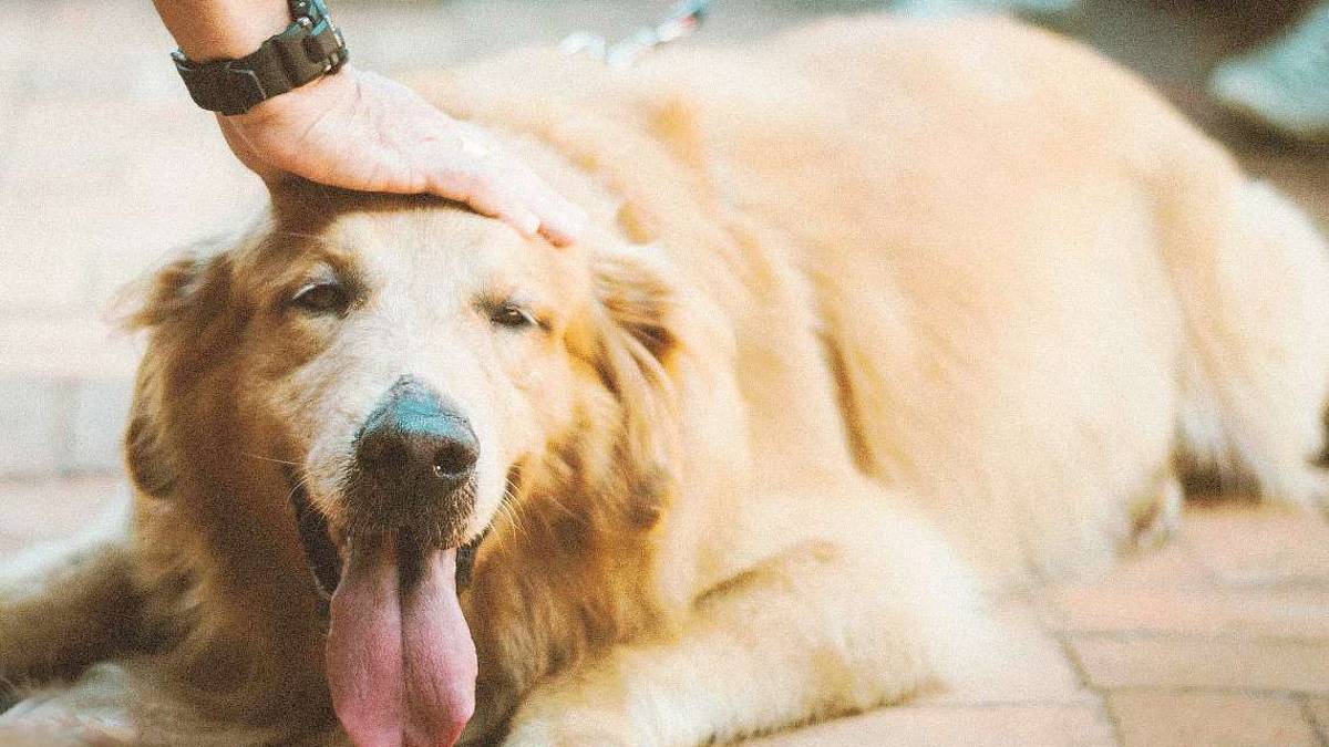 Colpi di calore, minaccia per i cani