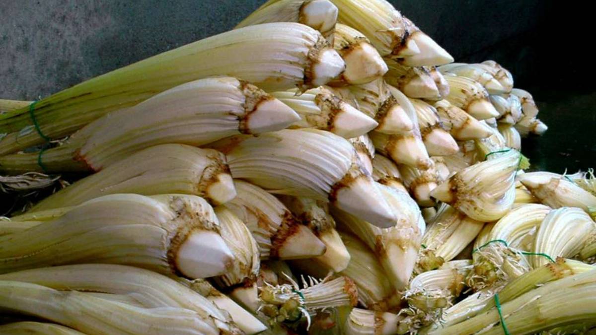 Andar per erbe, la ricetta: i cardi col baccalà
