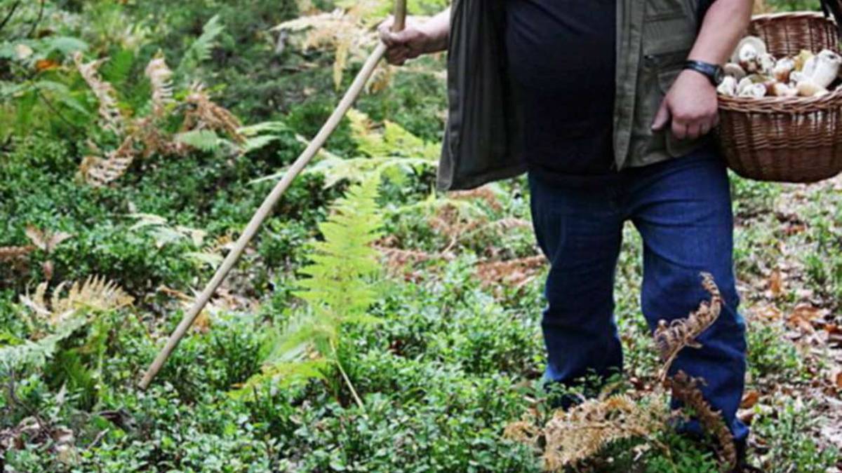 Basta un fungo sbagliato per rischiare anche la vita