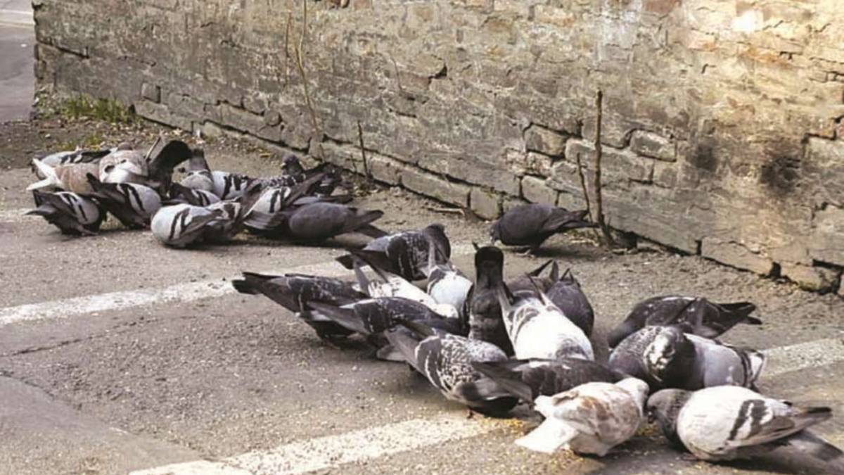 Cesena, al via campagna anticoncezionale per i piccioni