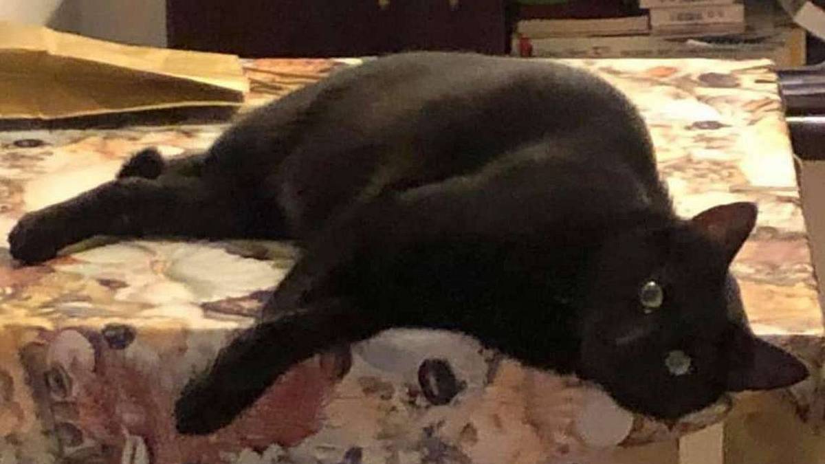 Il dolcissimo micetto