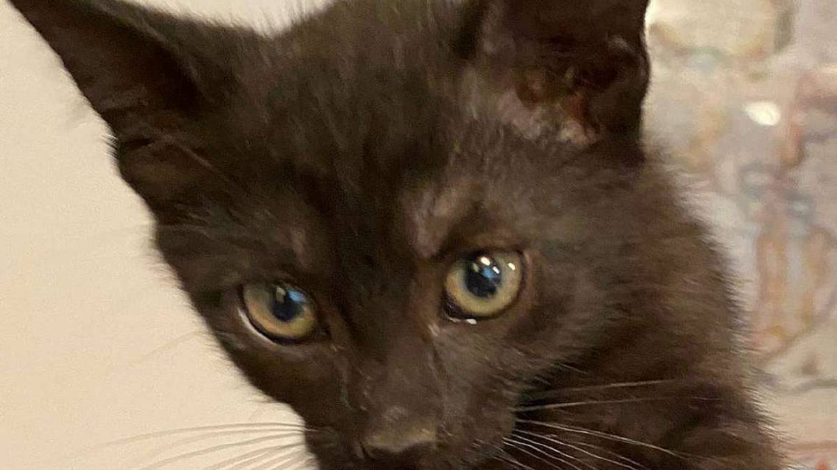 Tanta voglia di coccole per Mirtillo