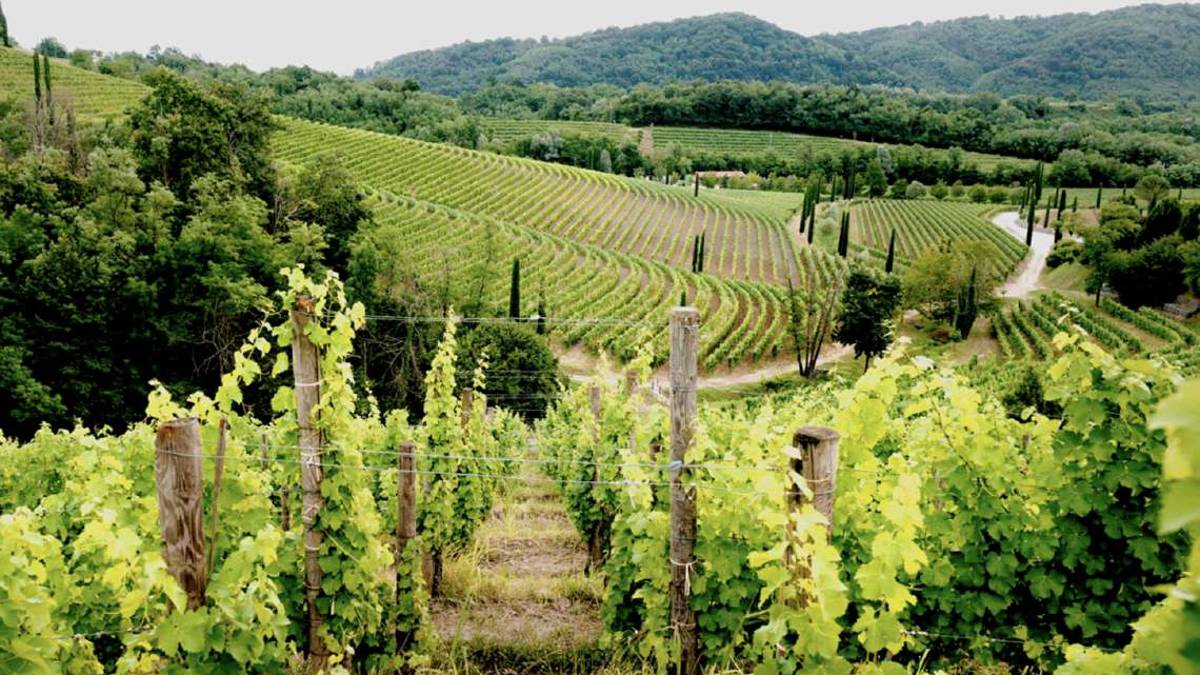 Jermann, i vini del Collio che scavano nella memoria
