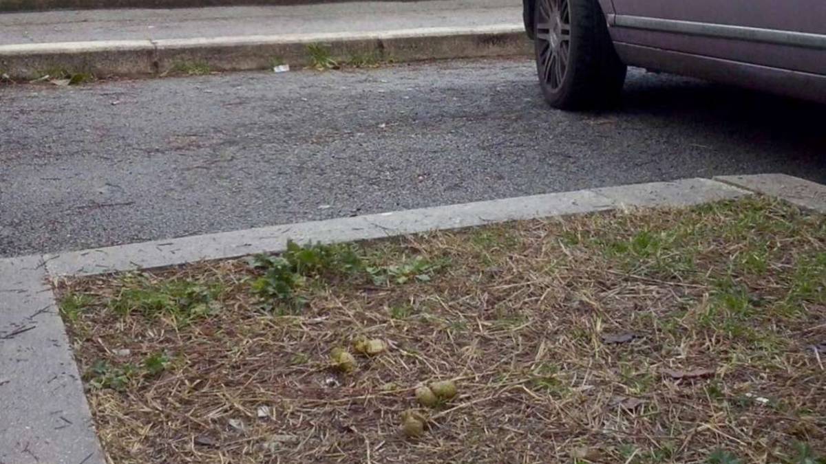 Faenza, contro gli escrementi i residenti puntano sull'ironia