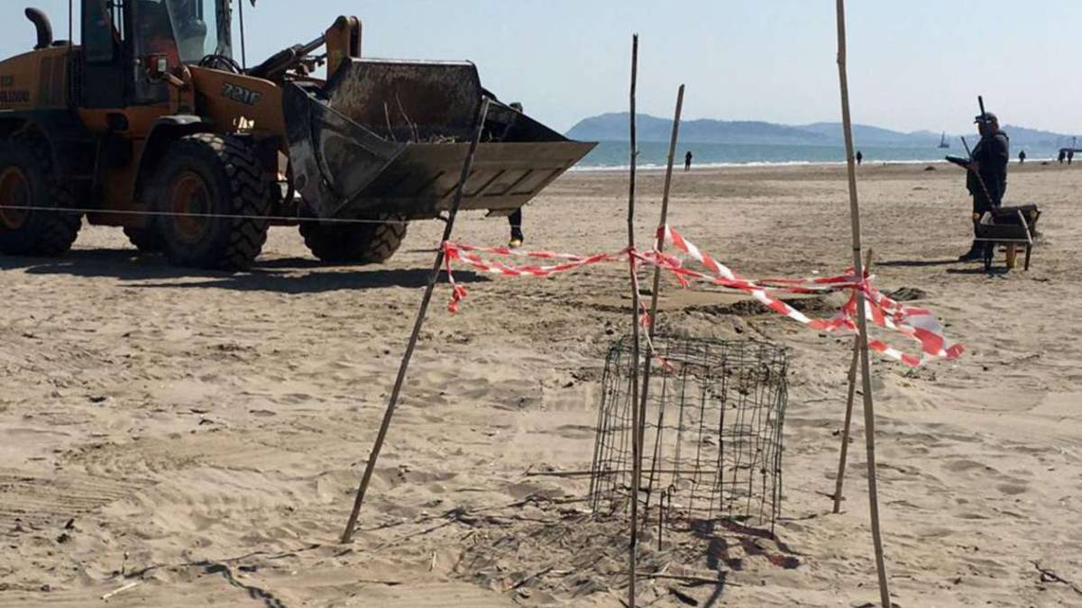Riccione. Nidi dei fratini protetti, multe ai padroni dei cani