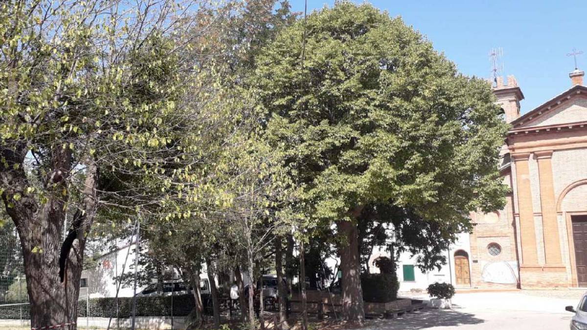 Tigli di un Dio minore: i residenti di Balignano contro l'abbattimento di due grandi alberi
