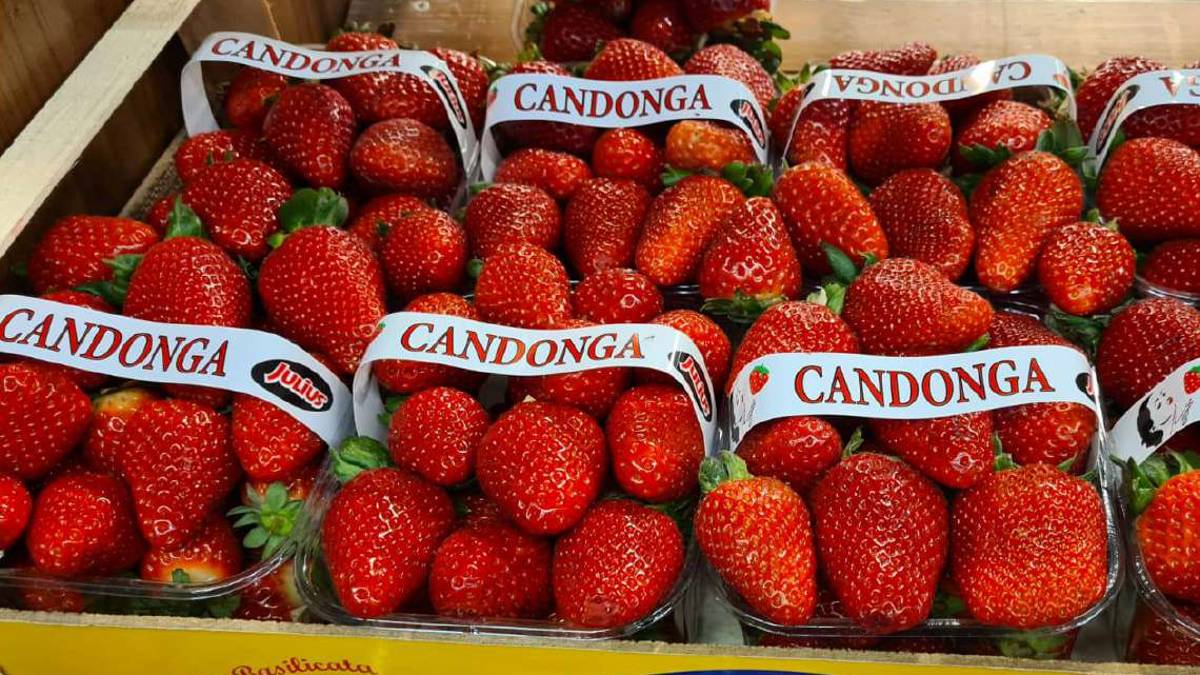 Cesena, dopo 7 anni trovato l'acccordo per la guerra delle fragole