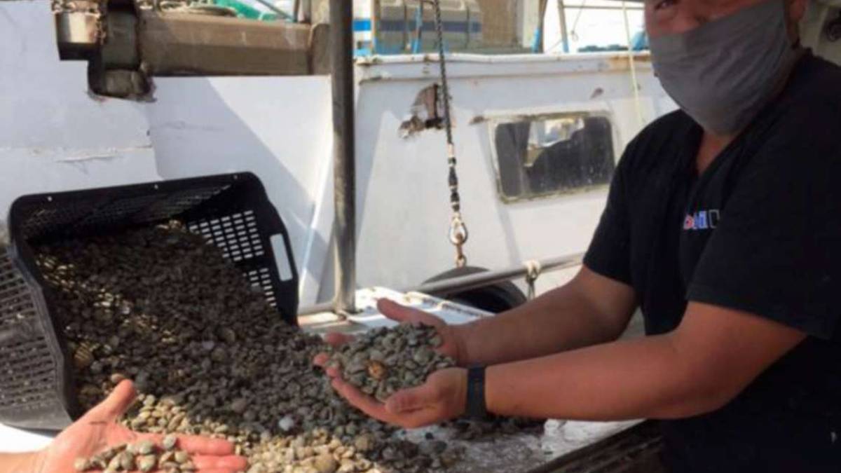 Cesenatico, vongole di 22 millimetri: il Pd prende posizione