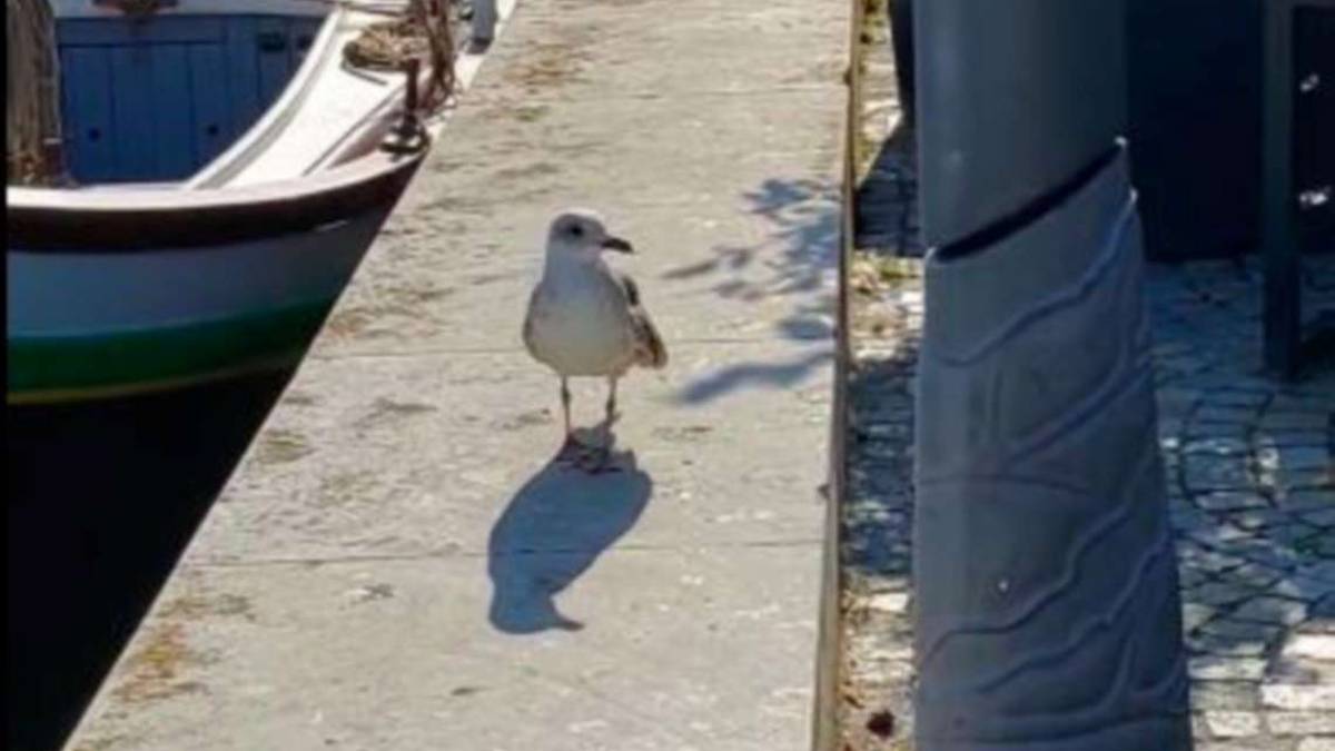 Cervia, gabbiano non può più volare, adottato dai cittadini