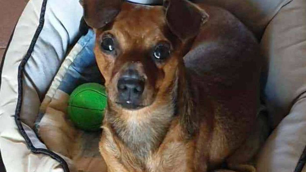 Gino, perfetto padrone di casa cerca famiglia