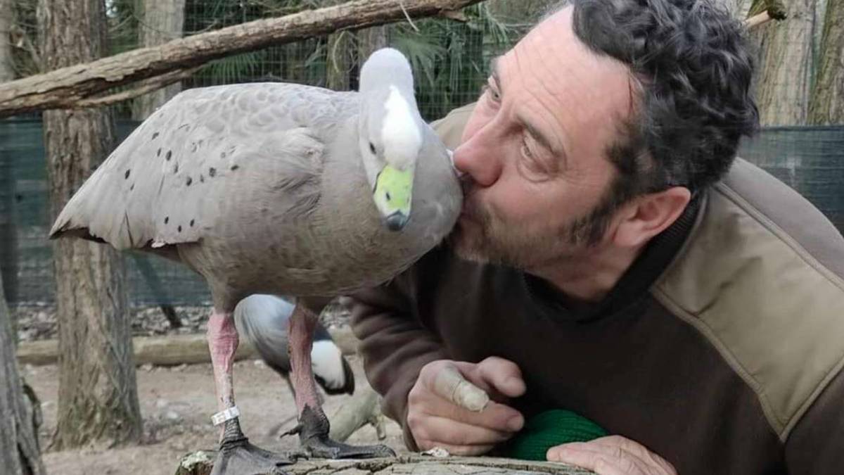 Lavezzola, 1.500 animali soppressi: Faremo un esposto