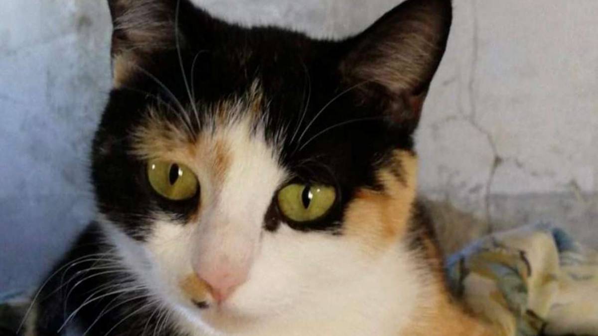Lady è una bellissima mammina al suo primo parto