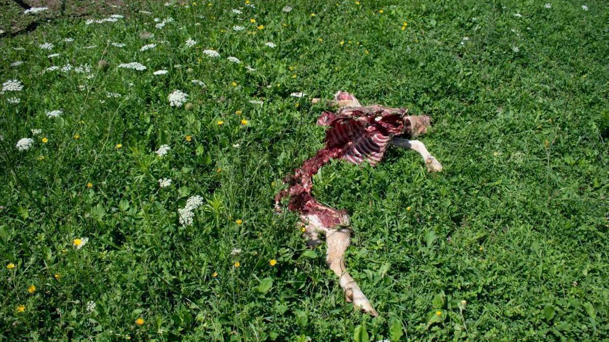 Capra sbranata dai lupi ma li ho visti per strada anche di giorno