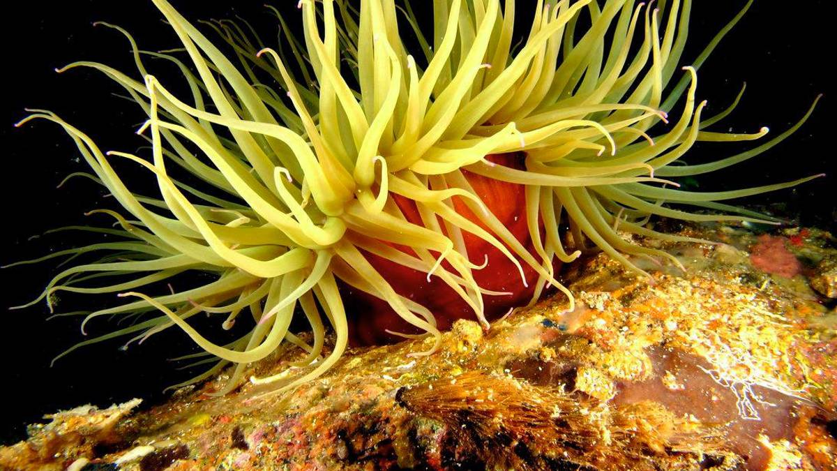 Rimini. Ustionati dagli anemoni di mare, due bimbi portati in ospedale