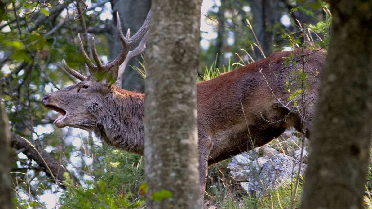 Cervi e lupi da scoprire nelle foreste casentinesi: iscrizioni fino al 10 settembre