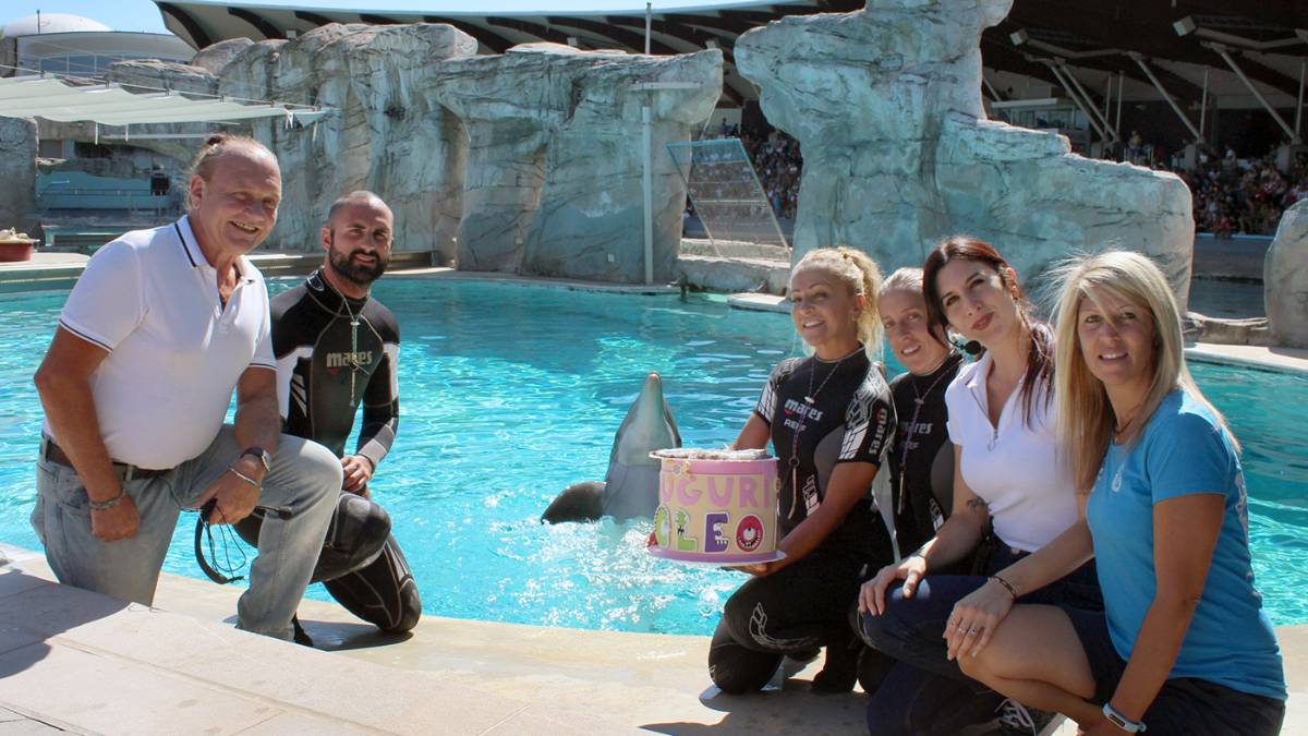 Torte di pesci per i delfini fidanzatini della Laguna di Riccione