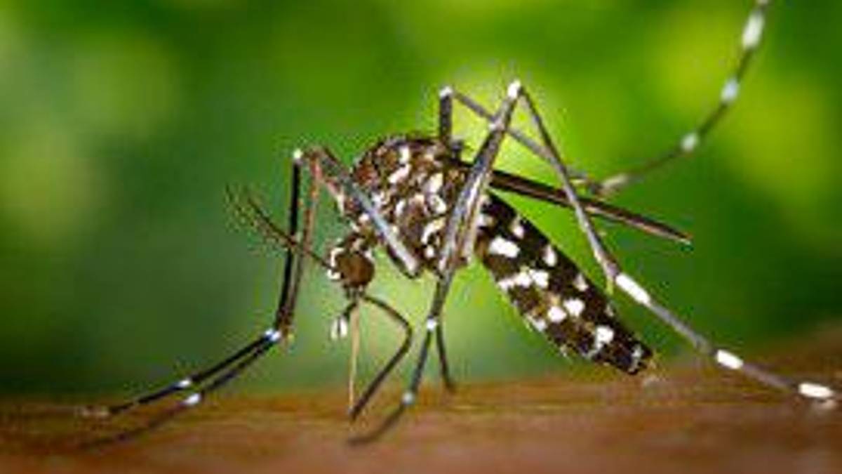 Regione, 44 casi di Dengue e 57 di West Nile. Donini: “Serve lotta comune contro le zanzare”