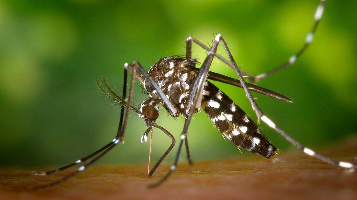 Imola, caso sospetto di Dengue o Chikungunya, disinfestazioni immediate nelle vie Lasie, Laguna e Selice